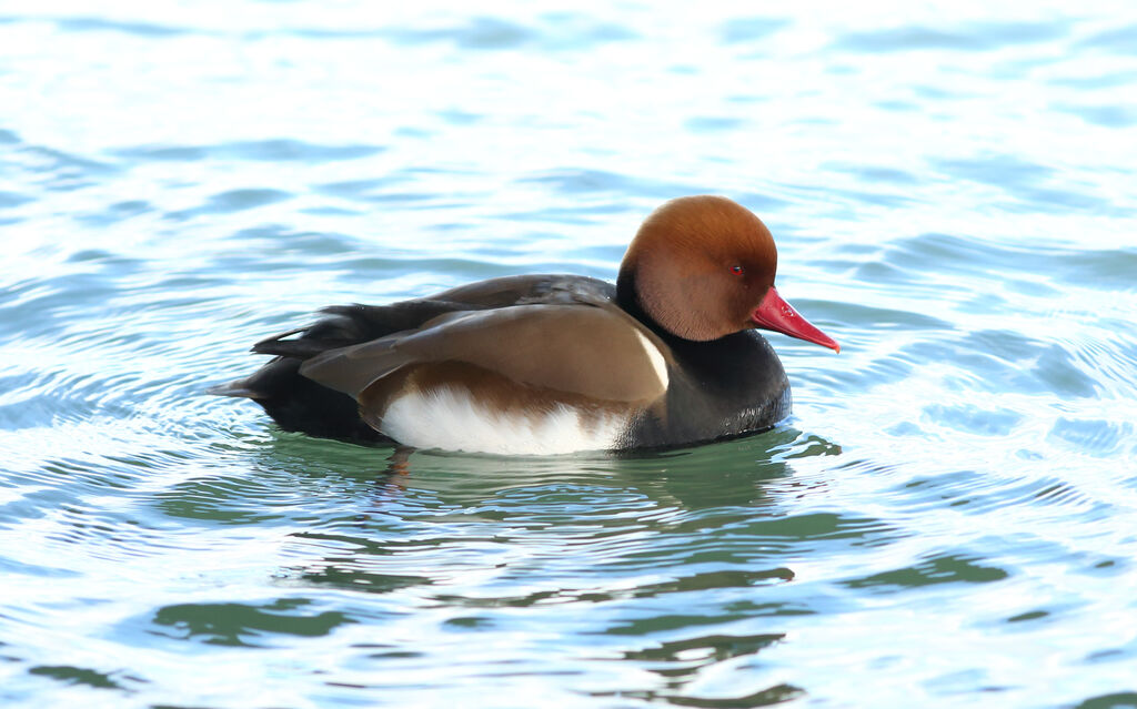 Red-crested Pochard