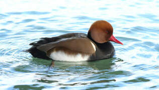 Red-crested Pochard