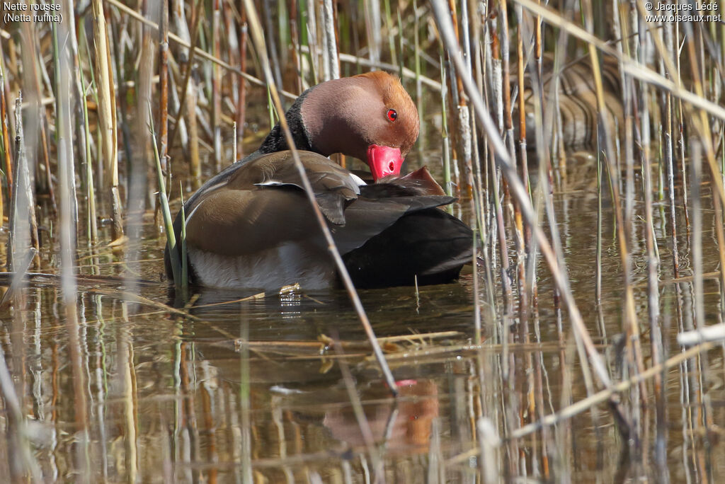 Red-crested Pochard