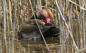 Red-crested Pochard