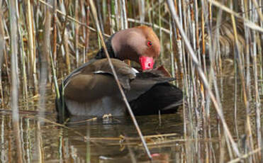 Nette rousse