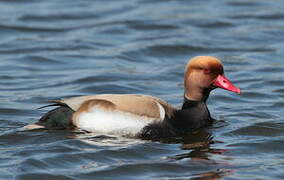 Red-crested Pochard