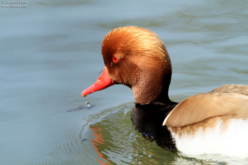 Red-crested Pochard