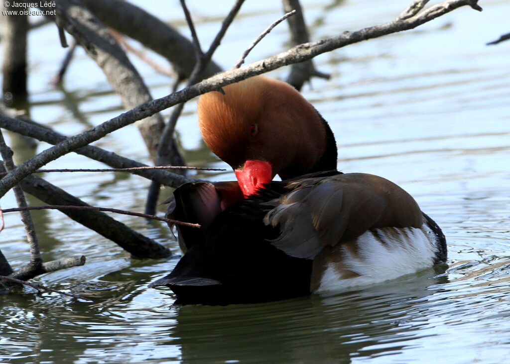 Red-crested Pochard