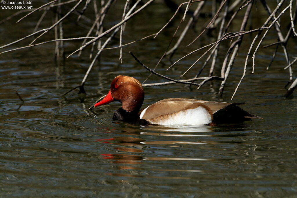 Red-crested Pochard