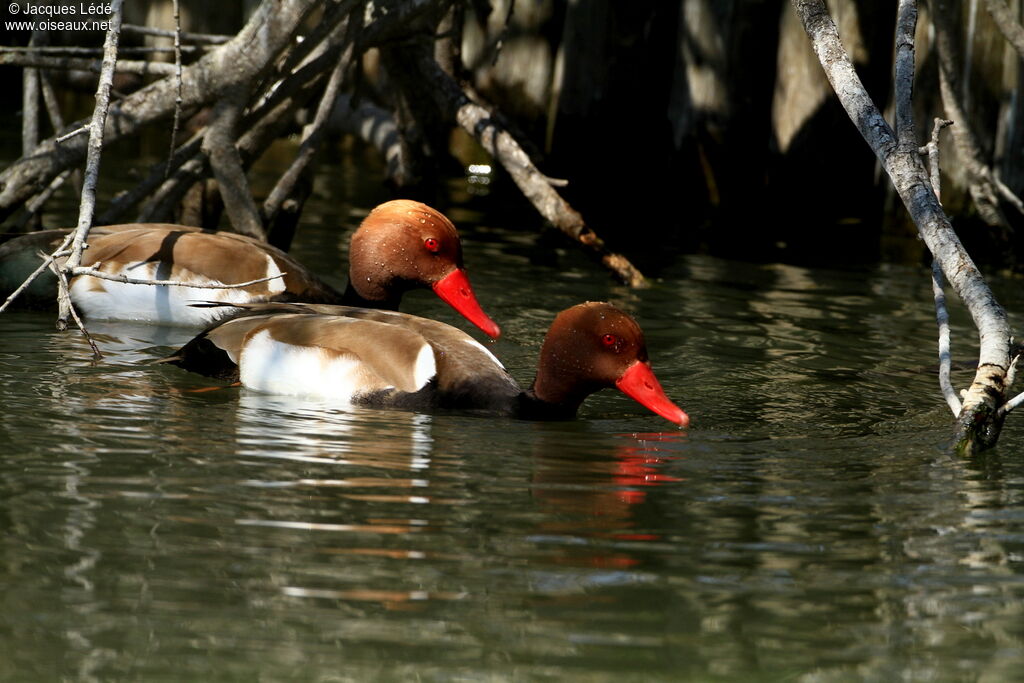 Red-crested Pochard