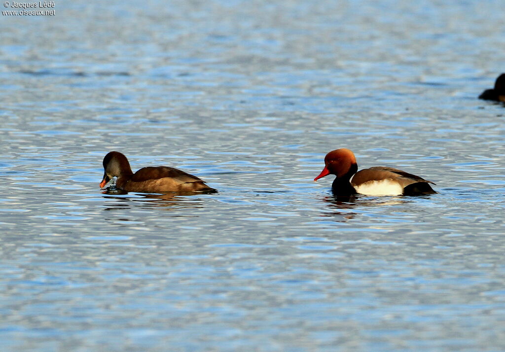 Nette rousse