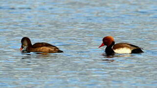 Red-crested Pochard