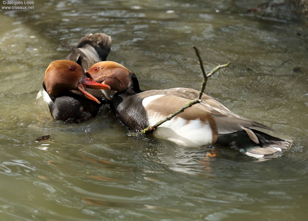 Red-crested Pochard