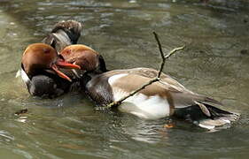 Red-crested Pochard