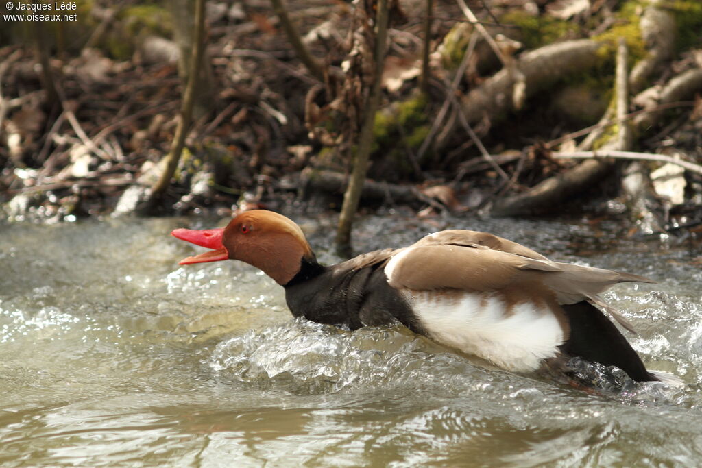 Red-crested Pochard