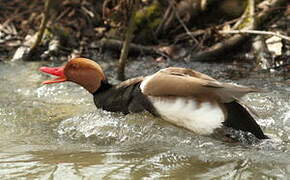 Red-crested Pochard