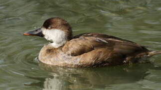 Red-crested Pochard