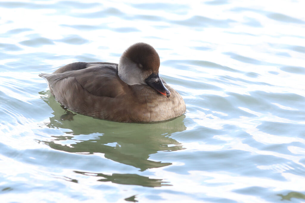 Red-crested Pochard