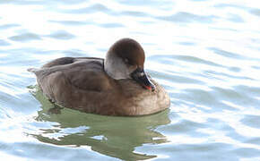 Red-crested Pochard