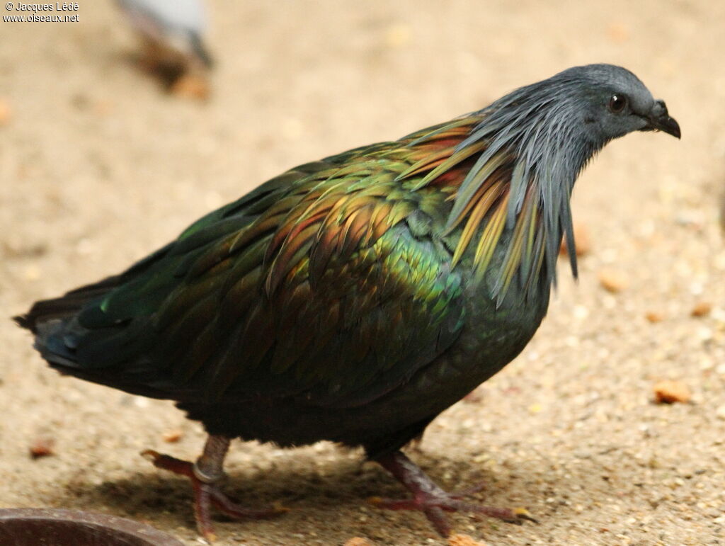 Nicobar Pigeon