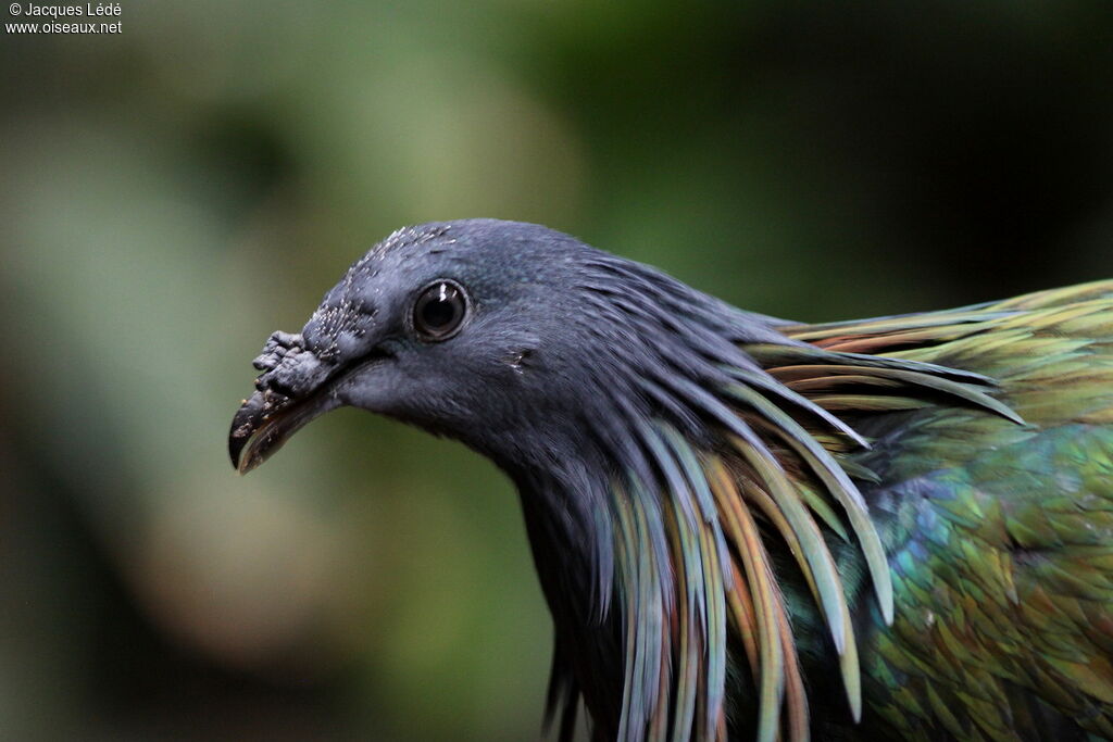 Nicobar Pigeon