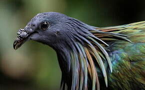 Nicobar Pigeon