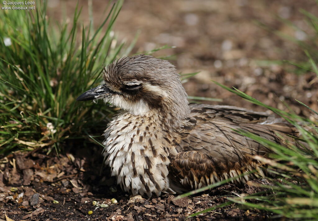 Bush Stone-curlew