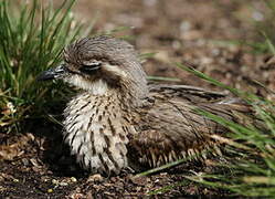 Bush Stone-curlew