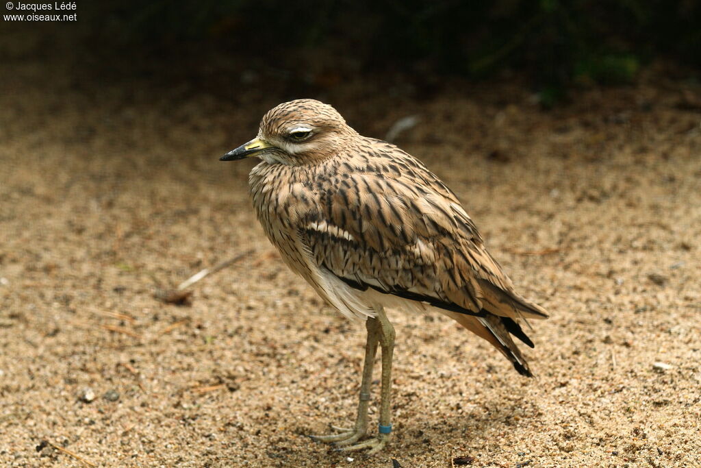 Eurasian Stone-curlew