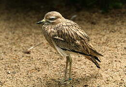 Eurasian Stone-curlew