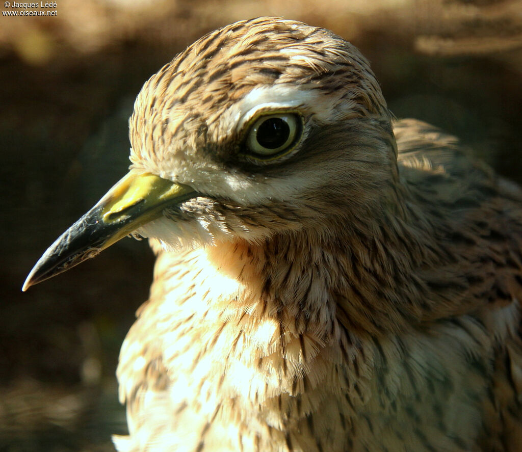 Eurasian Stone-curlew