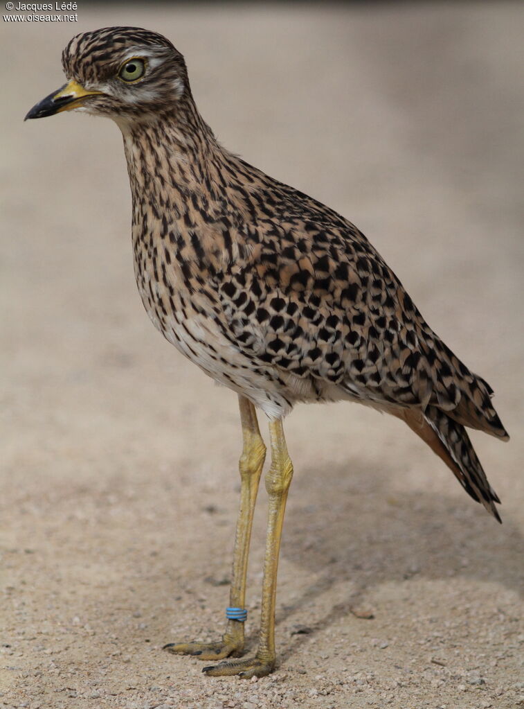 Spotted Thick-knee