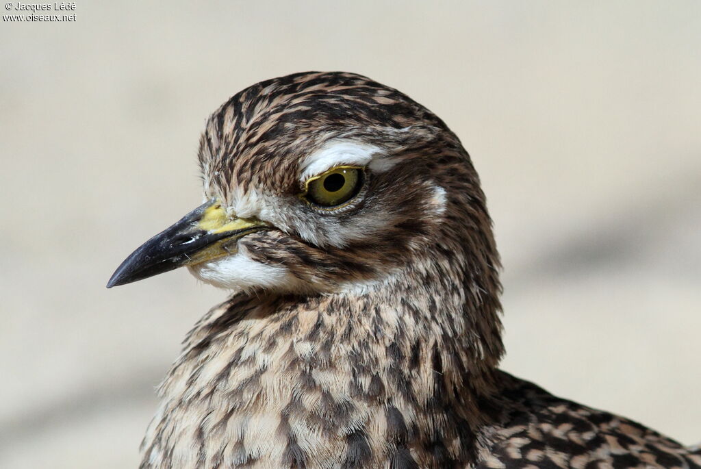 Spotted Thick-knee