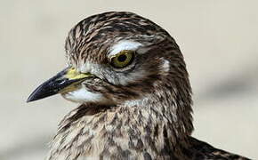 Spotted Thick-knee