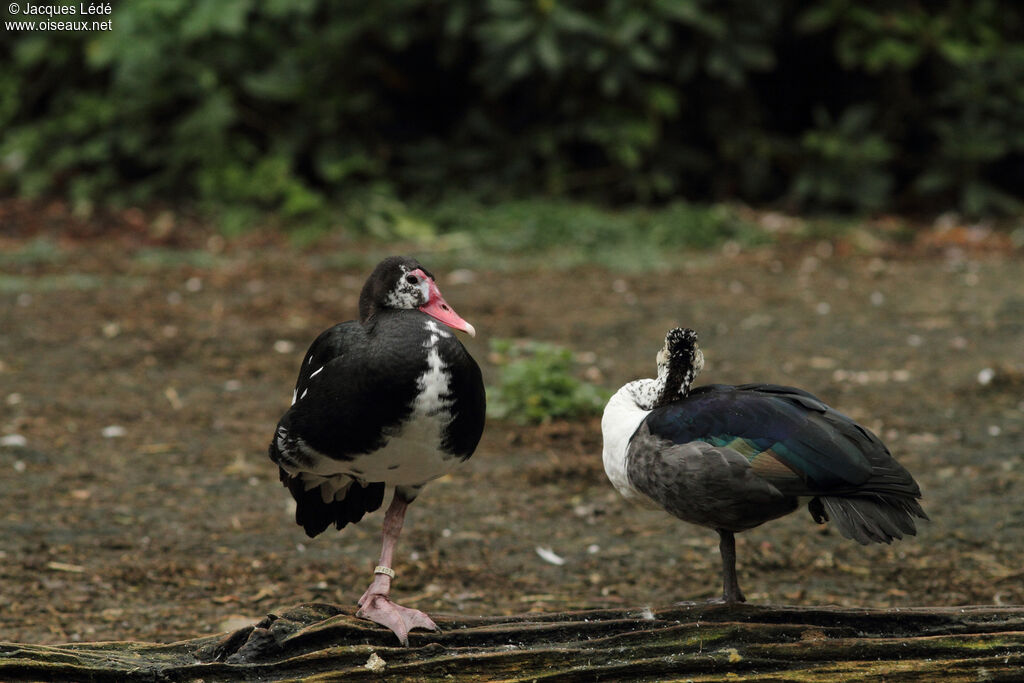 Spur-winged Goose