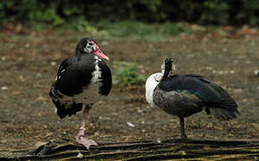 Spur-winged Goose