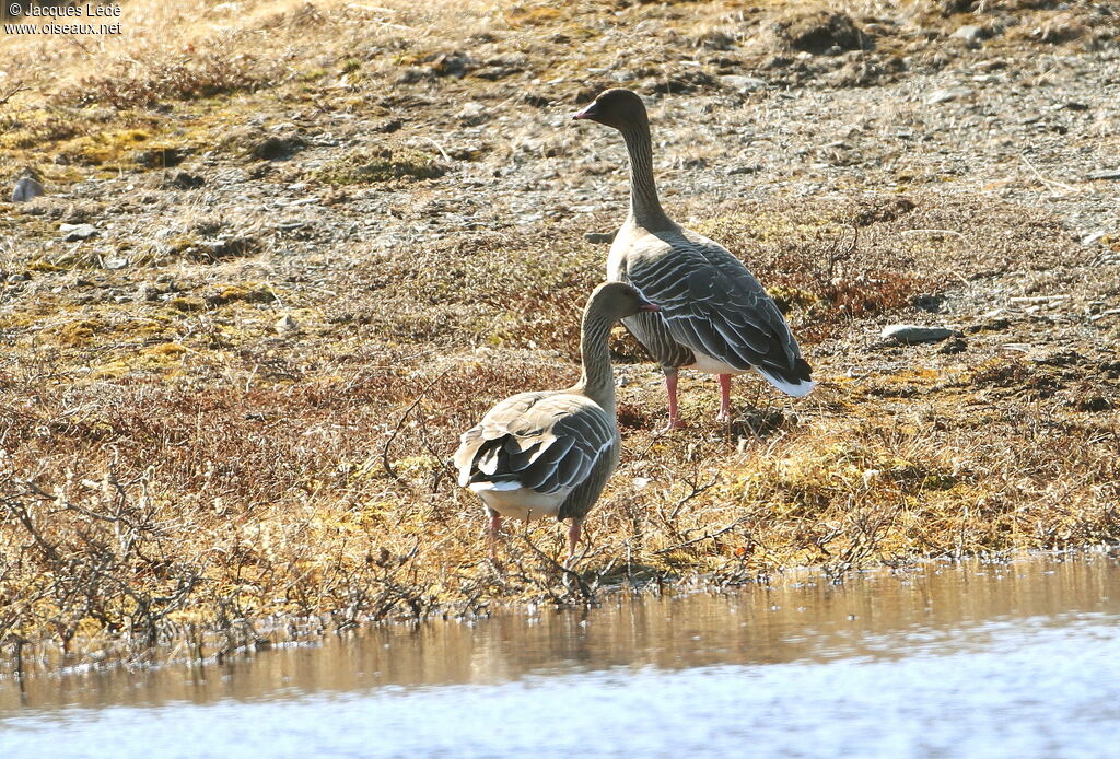 Pink-footed Goose