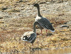 Pink-footed Goose