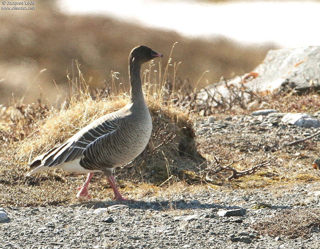 Pink-footed Goose