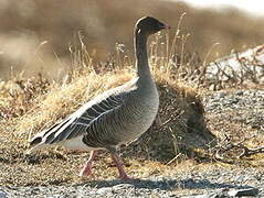 Pink-footed Goose