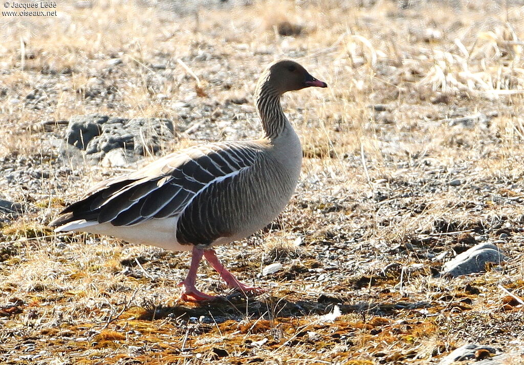 Pink-footed Goose