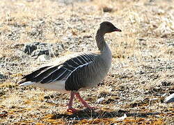 Pink-footed Goose