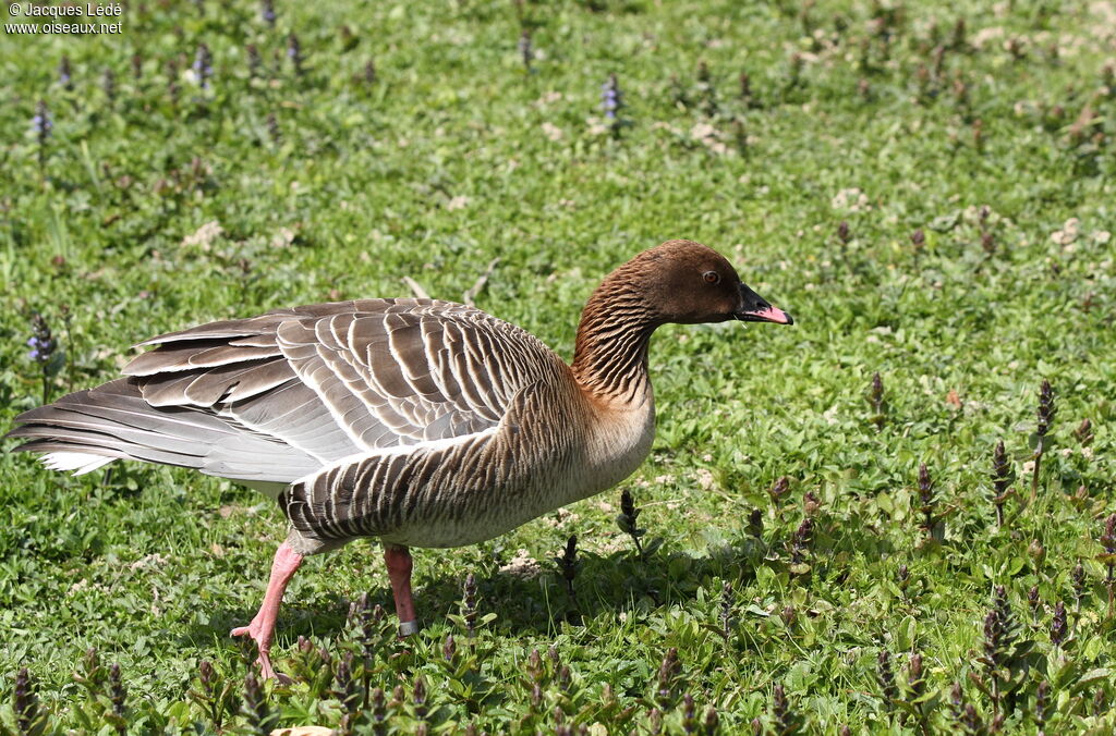 Pink-footed Goose