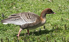 Pink-footed Goose