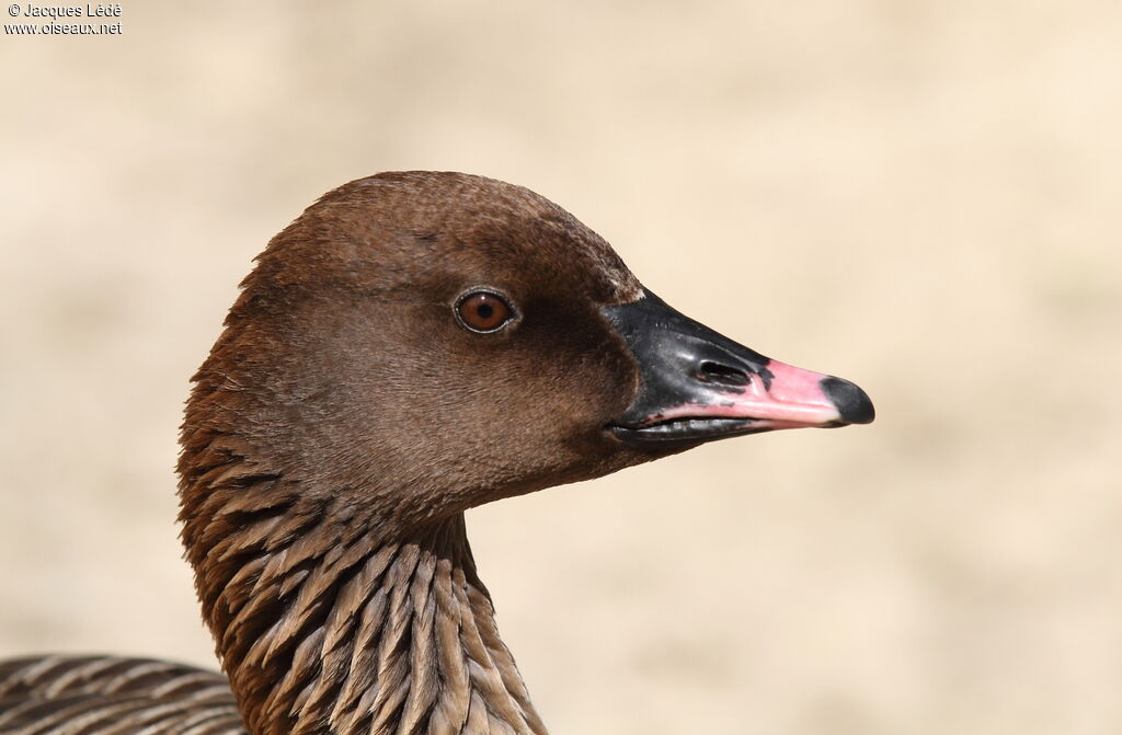 Pink-footed Goose