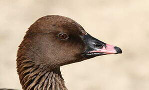 Pink-footed Goose