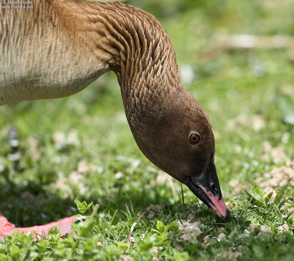 Pink-footed Goose