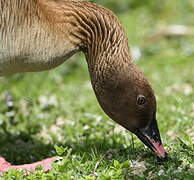 Pink-footed Goose