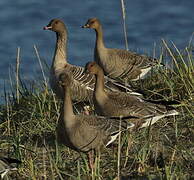 Pink-footed Goose