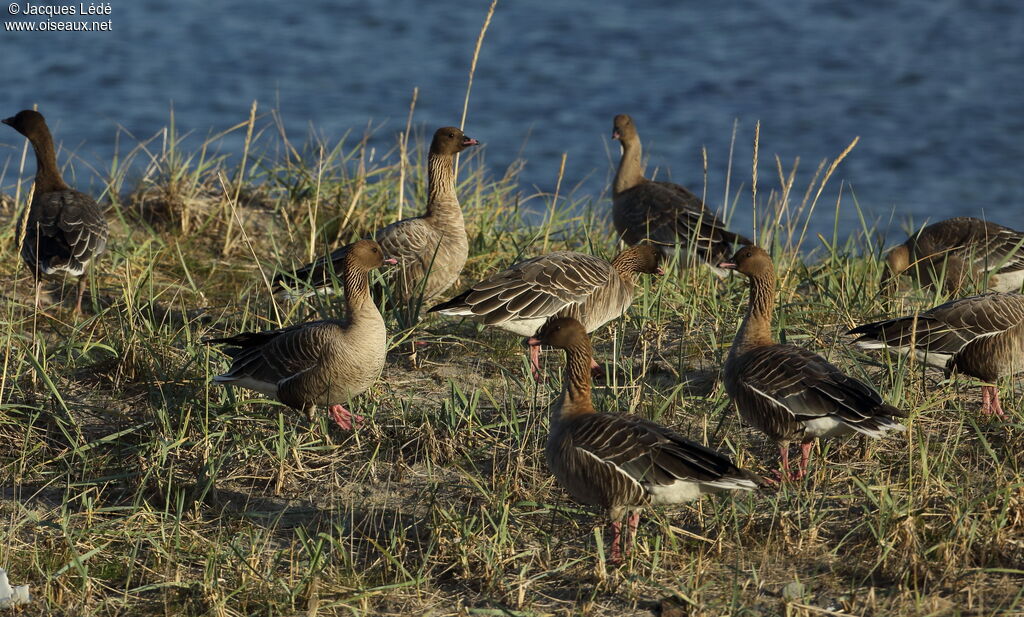 Pink-footed Goose