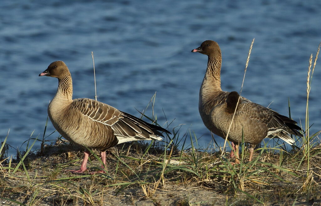 Pink-footed Goose