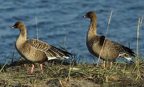 Pink-footed Goose