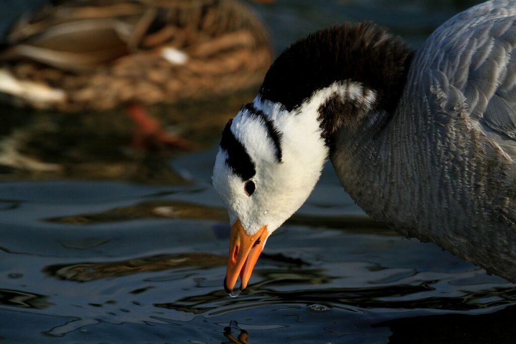 Bar-headed Goose