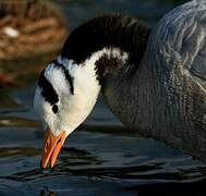 Bar-headed Goose